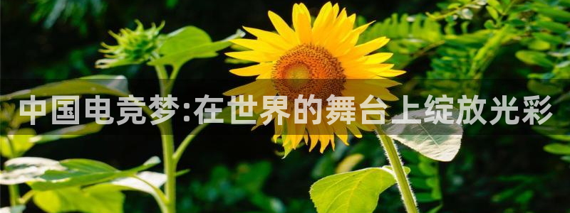 火狐电竞官网入口
