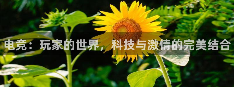 火狐电竞网站：电竞：玩家的世界，科技与激情的完美结合